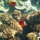 04- Poissons clowns rouge 
